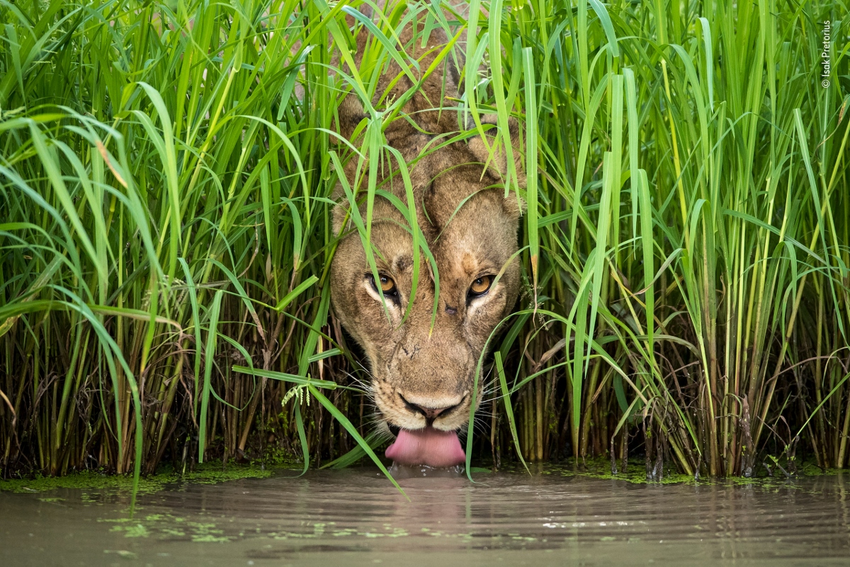 Wildlife Photographer of the Year 54